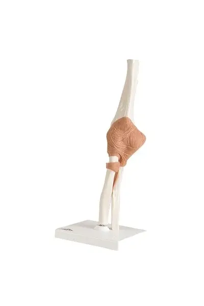 Fabrication Enterprises - 12-4512 - 3b Scientific Anatomical Model - Functional Elbow Joint - Includes 3b Smart Anatomy