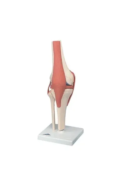 Fabrication Enterprises - 12-4515 - 3b Scientific Anatomical Model - Functional Knee Joint, Deluxe - Includes 3b Smart Anatomy