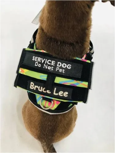 BrilliantK9 - From: LULASD To: LUMEPPFS - Lucy Small Service Dog